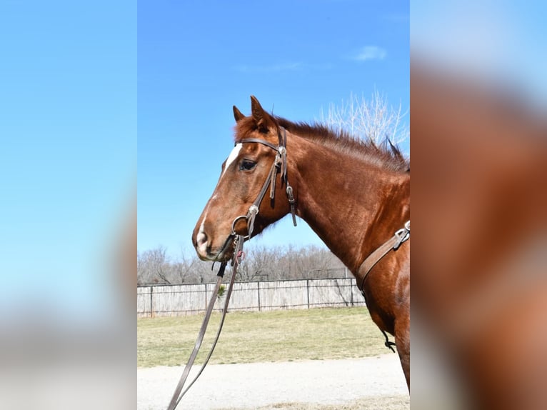 American Quarter Horse Wallach 16 Jahre Rotfuchs in Weatherford, TX