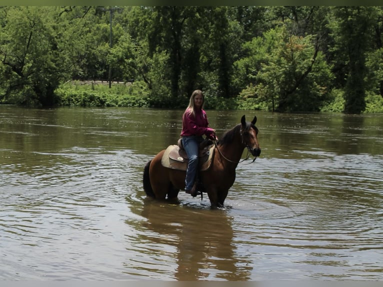American Quarter Horse Wallach 17 Jahre 132 cm Rotbrauner in Lisbon IA