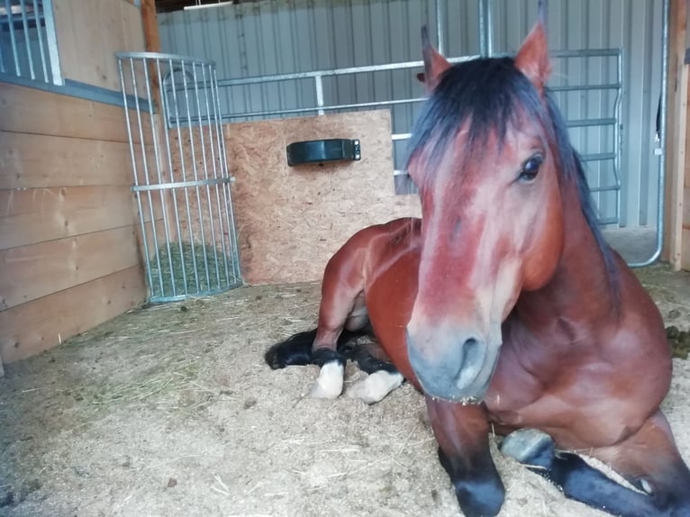 American Quarter Horse Wallach 17 Jahre 145 cm Brauner in Villingen-Schwenningen