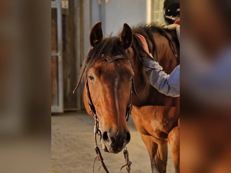 American Quarter Horse Wallach 17 Jahre 145 cm Brauner in Villingen-Schwenningen