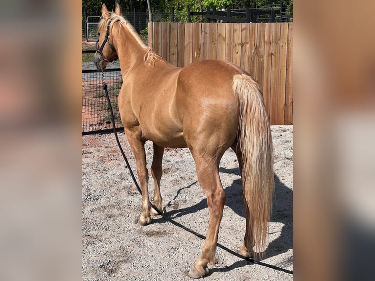 American Quarter Horse Wallach 17 Jahre 145 cm Palomino in Statesville, NC