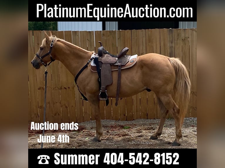 American Quarter Horse Wallach 17 Jahre 145 cm Palomino in Statesville, NC