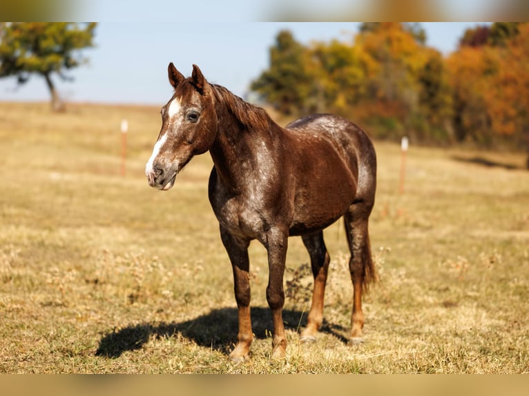 American Quarter Horse Wallach 17 Jahre 145 cm Roan-Red in Quitman AR