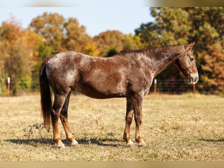 American Quarter Horse Wallach 17 Jahre 145 cm Roan-Red in Quitman AR