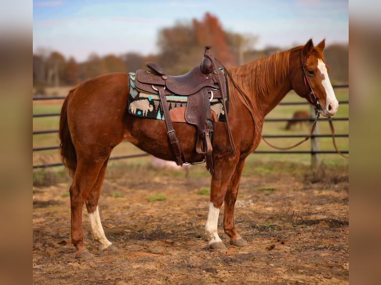 American Quarter Horse Wallach 17 Jahre 147 cm Dunkelfuchs in Mt HOpe AL
