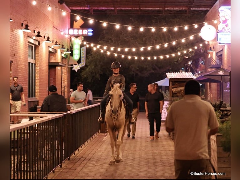 American Quarter Horse Wallach 17 Jahre 147 cm Palomino in Weatherford TX