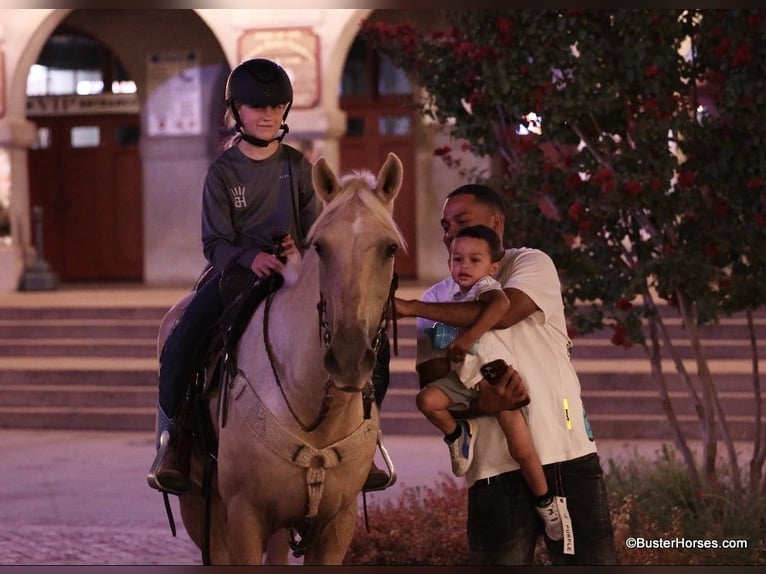 American Quarter Horse Wallach 17 Jahre 147 cm Palomino in Weatherford TX