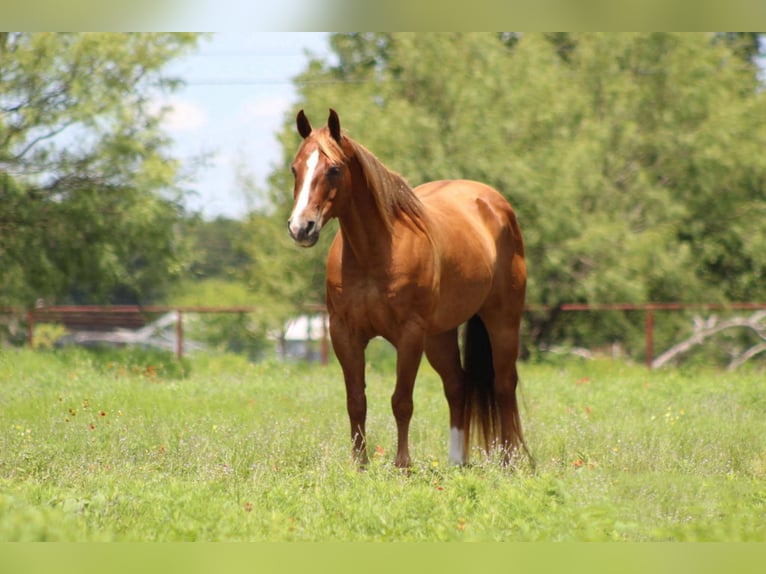 American Quarter Horse Wallach 17 Jahre 147 cm Rotfuchs in Stephenville TX