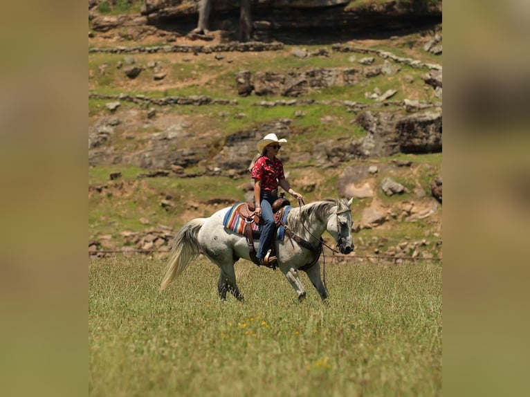 American Quarter Horse Wallach 17 Jahre 147 cm Schimmel in Quitman AR