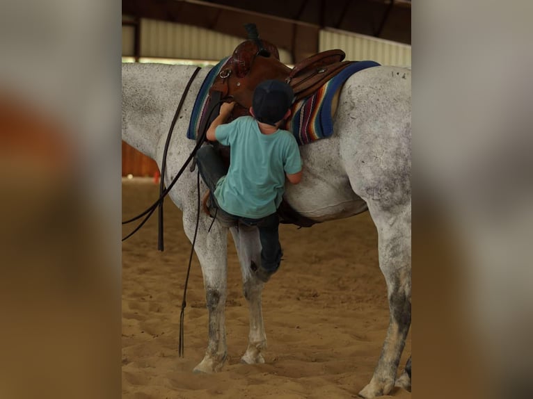 American Quarter Horse Wallach 17 Jahre 147 cm Schimmel in Quitman AR