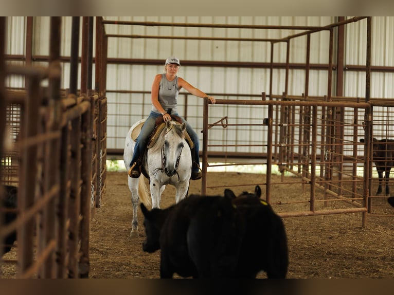 American Quarter Horse Wallach 17 Jahre 147 cm Schimmel in Quitman AR