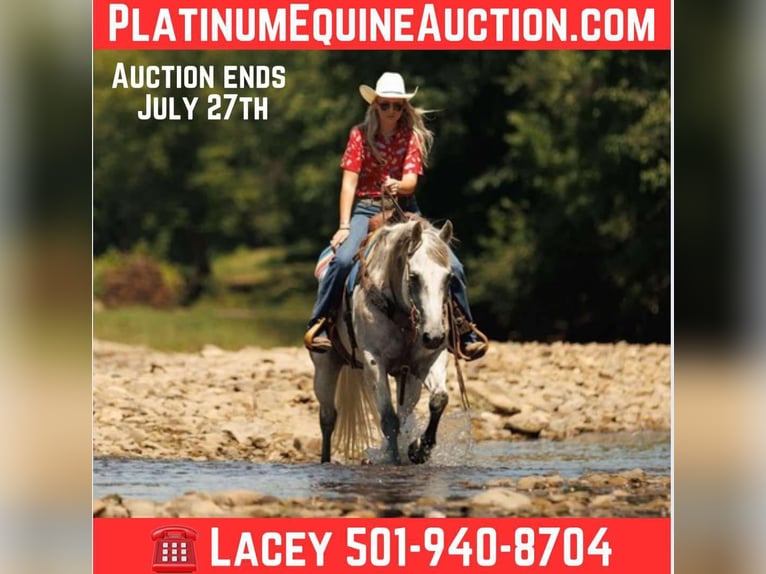 American Quarter Horse Wallach 17 Jahre 147 cm Schimmel in Quitman AR