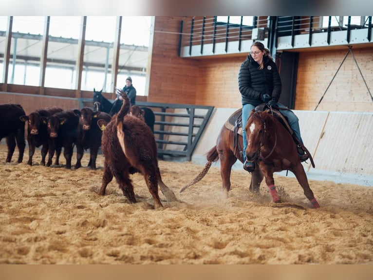 American Quarter Horse Wallach 17 Jahre 148 cm Fuchs in Schinveld