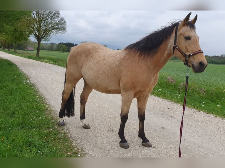 American Quarter Horse Wallach 17 Jahre 150 cm Buckskin in Freilassing