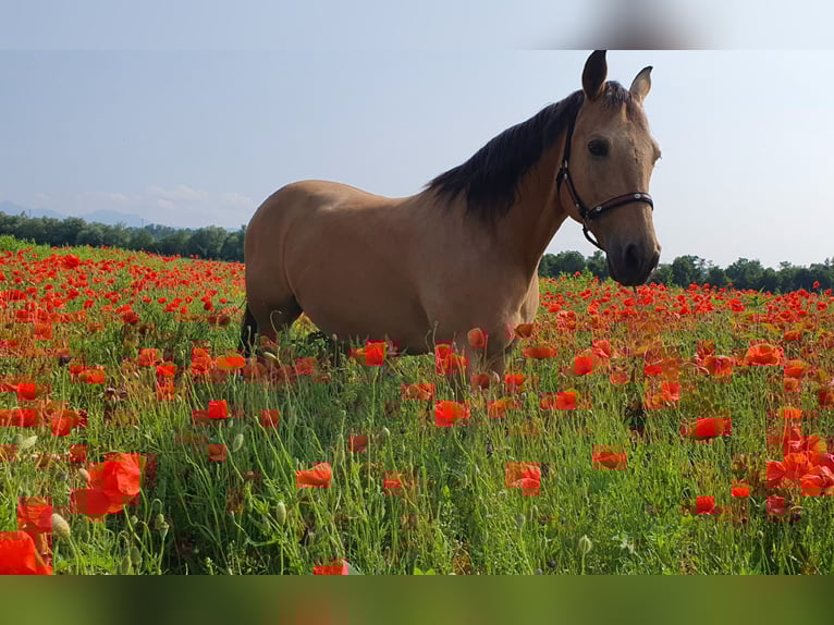 American Quarter Horse Wallach 17 Jahre 150 cm Buckskin in Freilassing