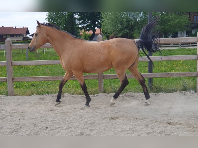 American Quarter Horse Wallach 17 Jahre 150 cm Buckskin in Freilassing