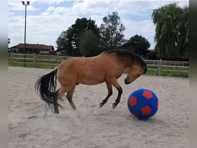 American Quarter Horse Wallach 17 Jahre 150 cm Buckskin in Freilassing