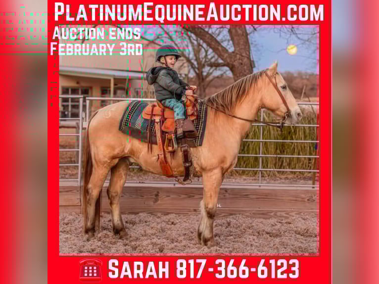 American Quarter Horse Wallach 17 Jahre 150 cm Champagne in Weatherford TX
