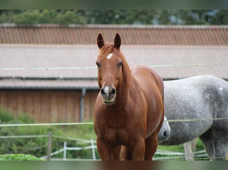 American Quarter Horse Wallach 17 Jahre 150 cm Fuchs in Bad Soden-Salmünster