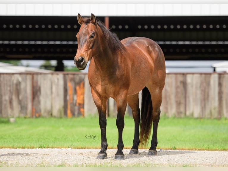 American Quarter Horse Wallach 17 Jahre 150 cm Roan-Bay in Ravenna