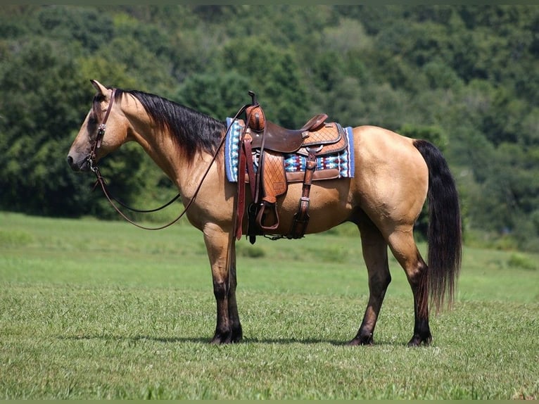 American Quarter Horse Wallach 17 Jahre 152 cm Buckskin in Somerset KY