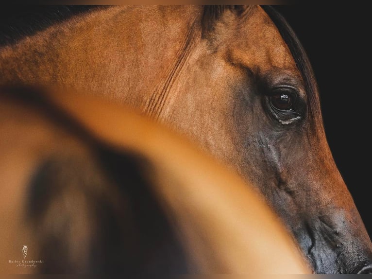 American Quarter Horse Wallach 17 Jahre 152 cm Falbe in Everett PA