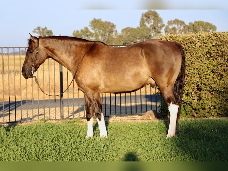 American Quarter Horse Wallach 17 Jahre 152 cm Grullo in Pleasant Grove CA