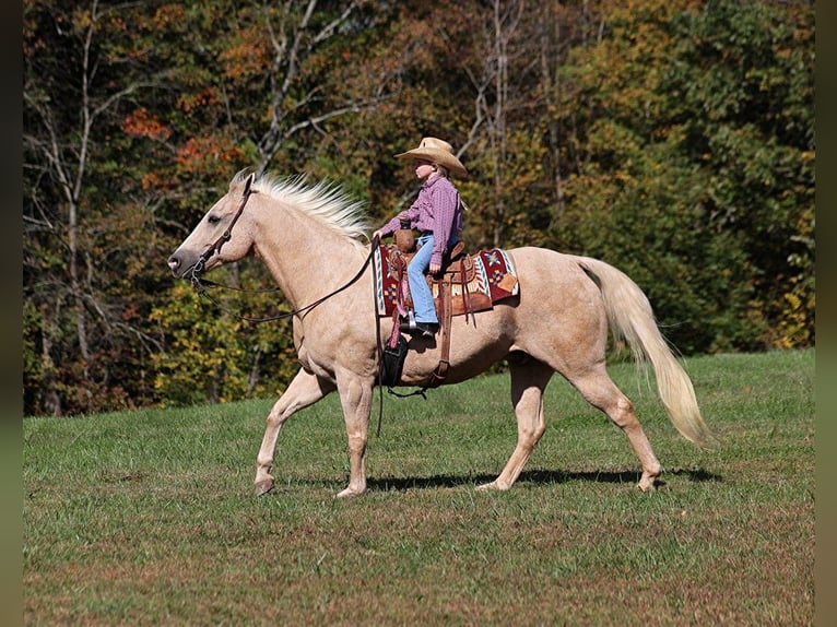 American Quarter Horse Wallach 17 Jahre 152 cm Palomino in Brodhead
