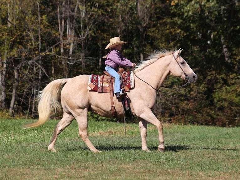 American Quarter Horse Wallach 17 Jahre 152 cm Palomino in Brodhead
