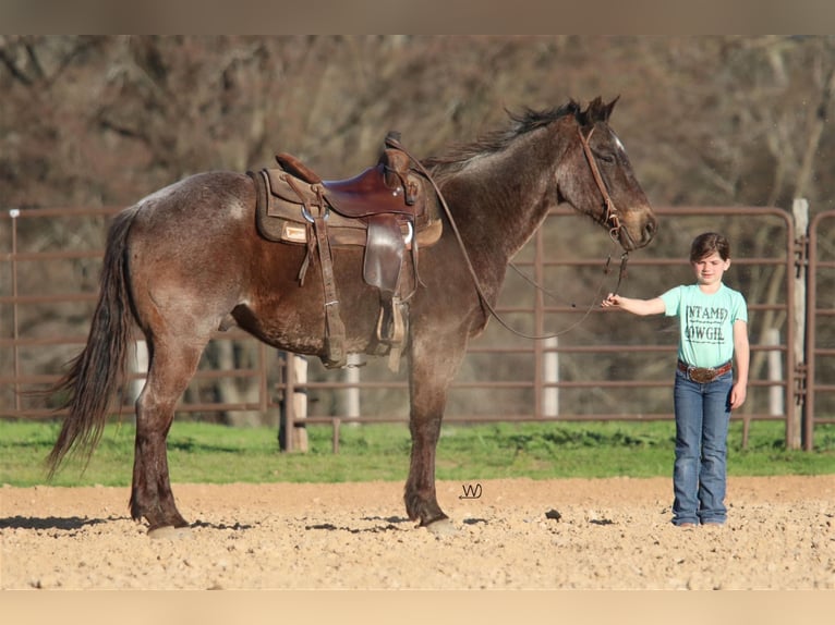 American Quarter Horse Wallach 17 Jahre 152 cm Roan-Blue in Carthage, TX