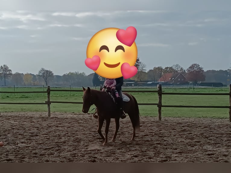 American Quarter Horse Wallach 17 Jahre 154 cm Fuchs in Haselünne