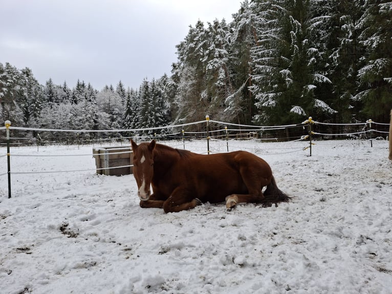 American Quarter Horse Wallach 17 Jahre 154 cm Fuchs in Schwabach