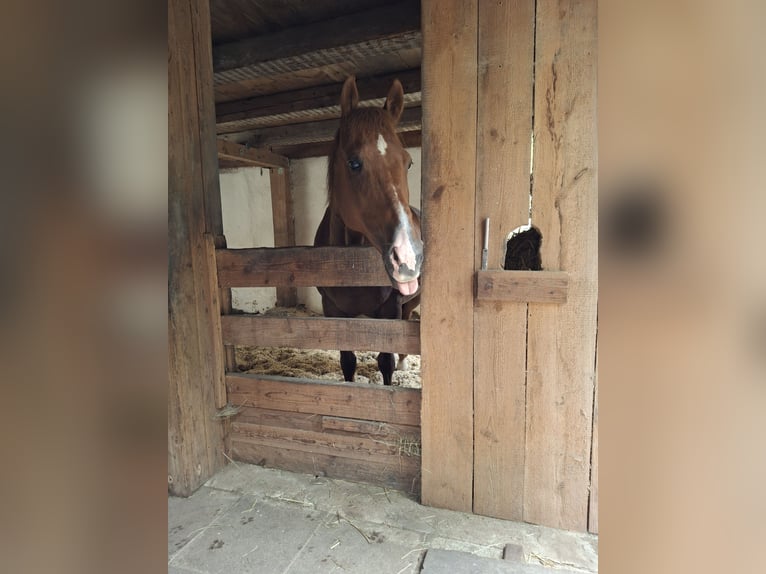 American Quarter Horse Wallach 17 Jahre 154 cm Fuchs in Schwabach