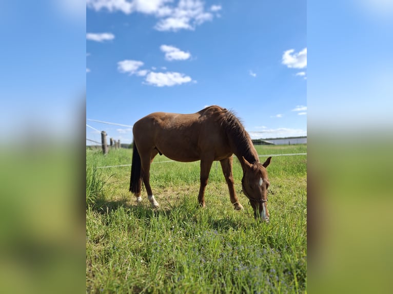 American Quarter Horse Wallach 17 Jahre 154 cm Fuchs in Schwabach