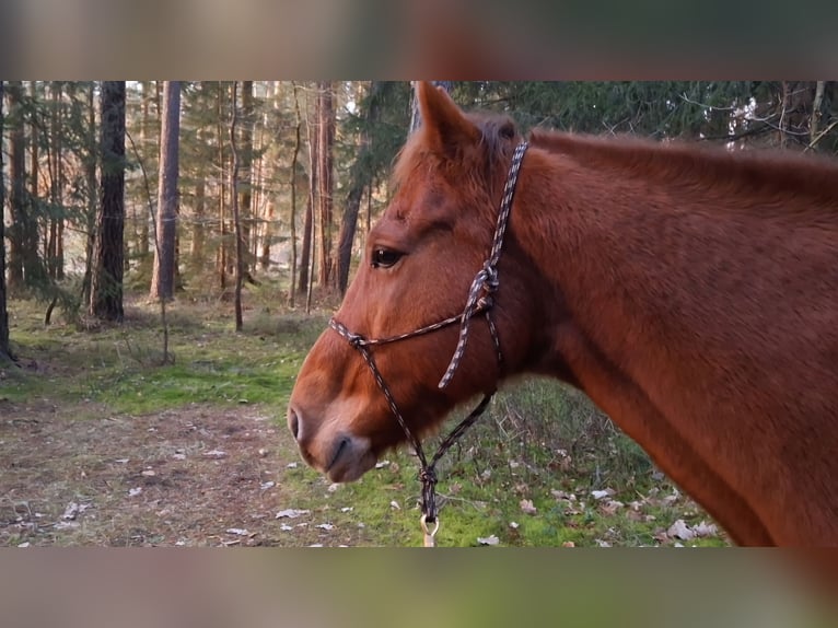 American Quarter Horse Wallach 17 Jahre 154 cm Fuchs in Schwabach