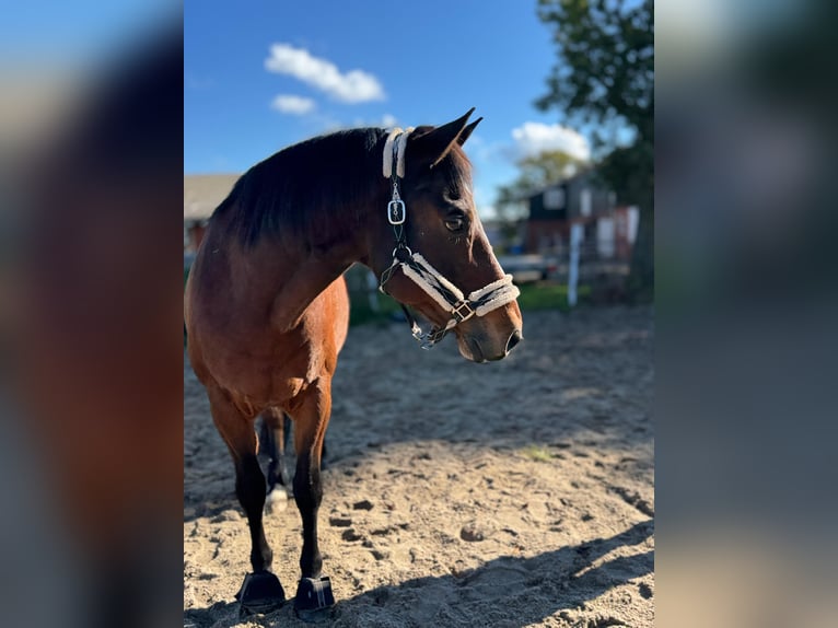 American Quarter Horse Wallach 17 Jahre 155 cm Dunkelbrauner in Flensburg