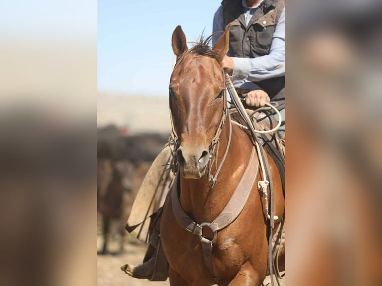 American Quarter Horse Wallach 17 Jahre 155 cm Dunkelfuchs in Stephenville TX