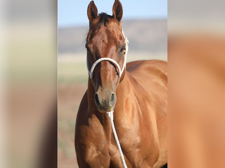 American Quarter Horse Wallach 17 Jahre 155 cm Dunkelfuchs in Stephenville TX