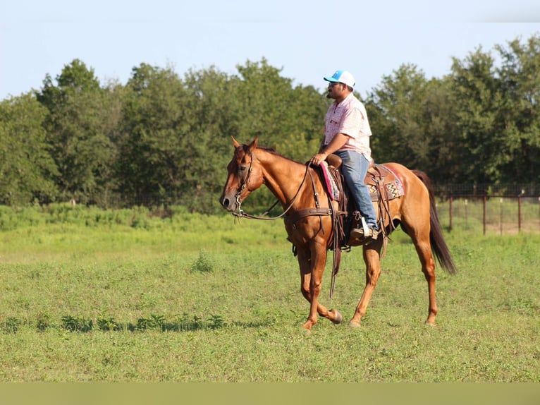 American Quarter Horse Wallach 17 Jahre 155 cm Dunkelfuchs in Stephenville TX