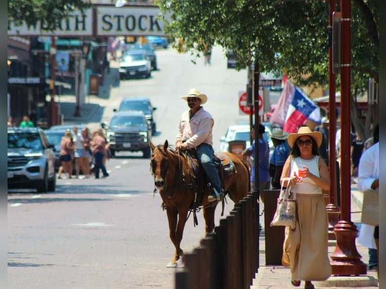 American Quarter Horse Wallach 17 Jahre 155 cm Dunkelfuchs in Stephenville TX