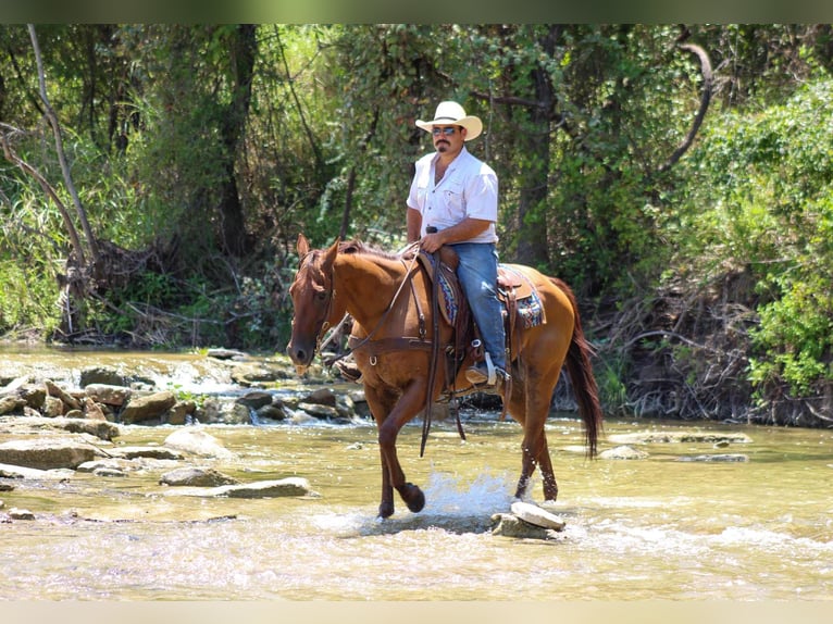 American Quarter Horse Wallach 17 Jahre 155 cm Dunkelfuchs in Stephenville TX