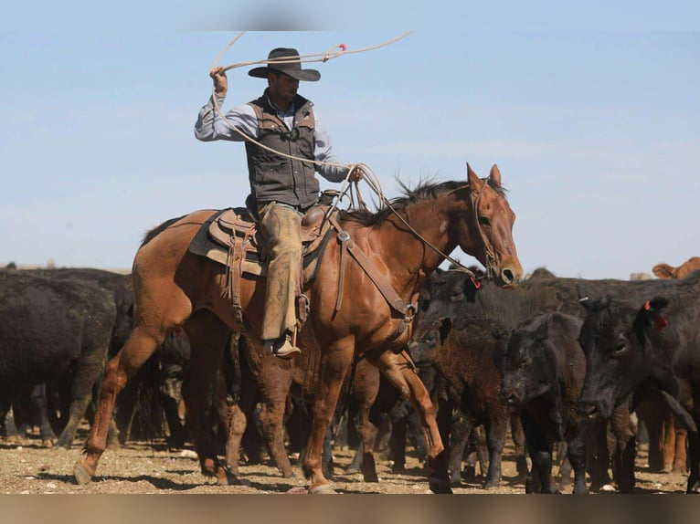 American Quarter Horse Wallach 17 Jahre 155 cm Dunkelfuchs in Stephenville TX