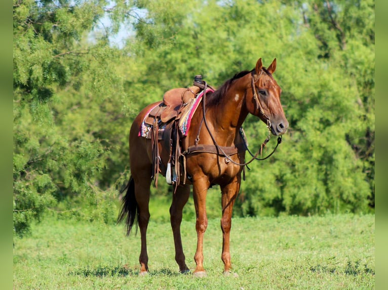 American Quarter Horse Wallach 17 Jahre 155 cm Dunkelfuchs in Stephenville TX