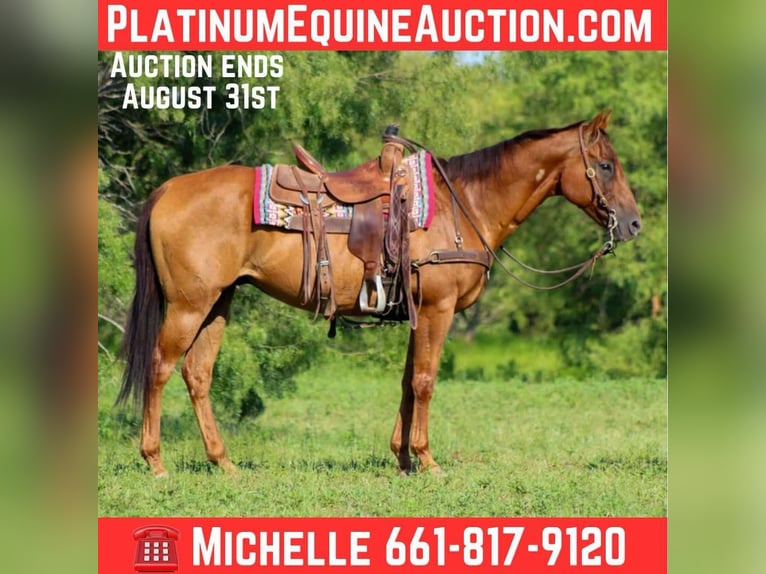 American Quarter Horse Wallach 17 Jahre 155 cm Dunkelfuchs in Stephenville TX
