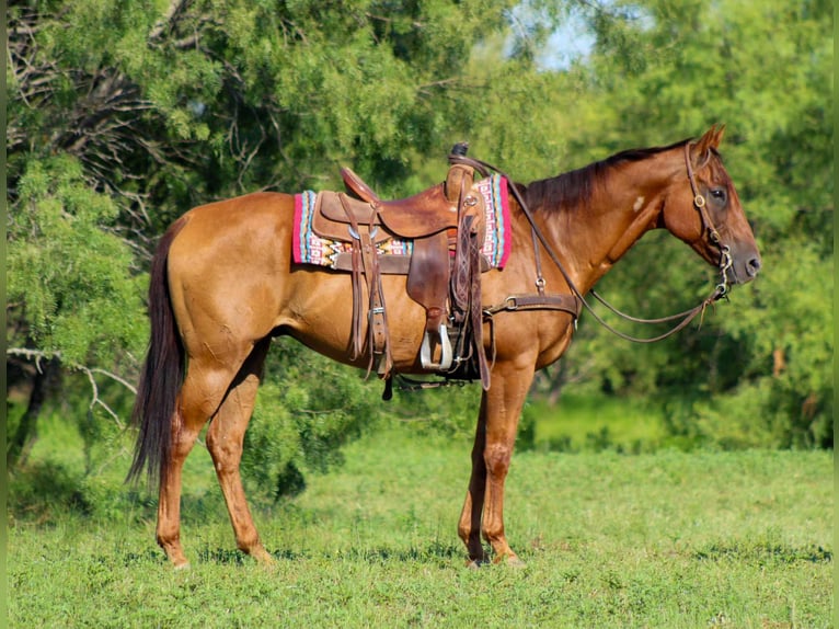 American Quarter Horse Wallach 17 Jahre 155 cm Dunkelfuchs in Stephenville TX