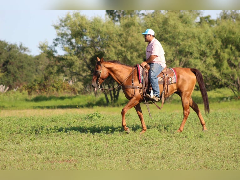 American Quarter Horse Wallach 17 Jahre 155 cm Dunkelfuchs in Stephenville TX