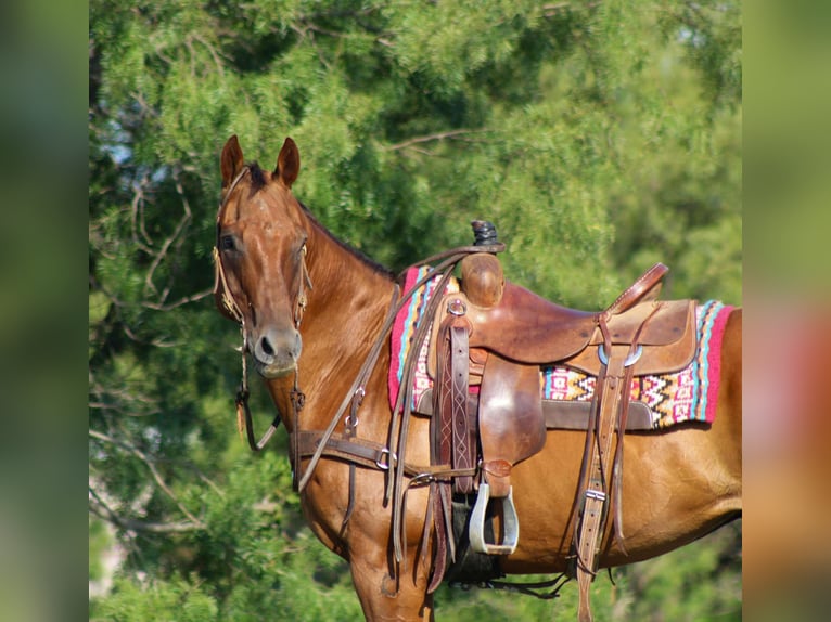American Quarter Horse Wallach 17 Jahre 155 cm Dunkelfuchs in Stephenville TX