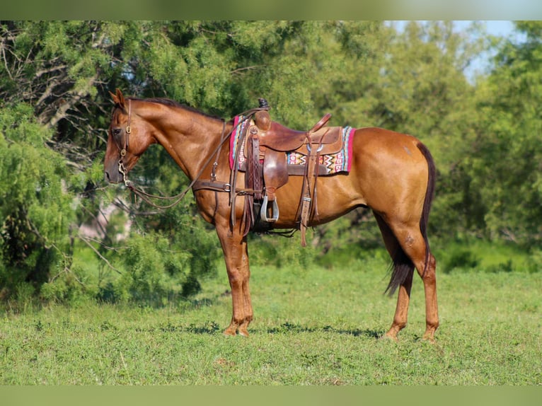 American Quarter Horse Wallach 17 Jahre 155 cm Dunkelfuchs in Stephenville TX