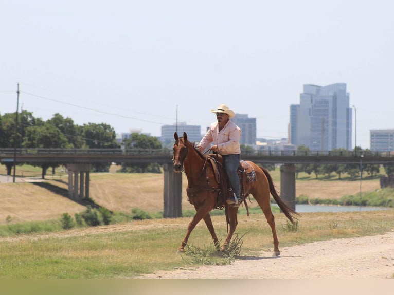 American Quarter Horse Wallach 17 Jahre 155 cm Dunkelfuchs in Stephenville TX