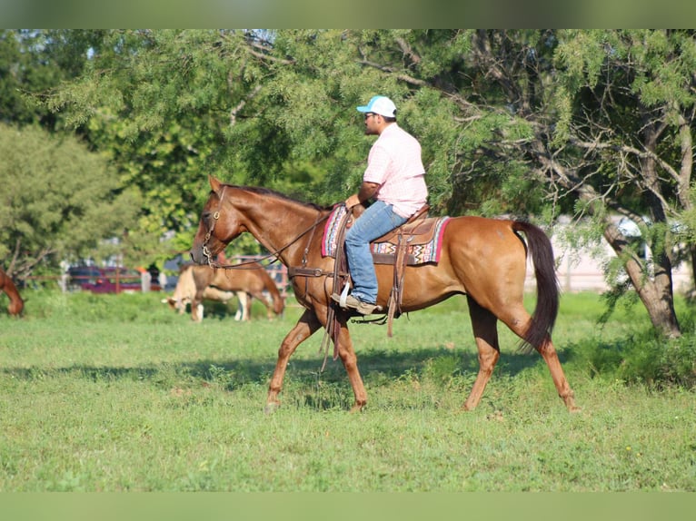 American Quarter Horse Wallach 17 Jahre 155 cm Dunkelfuchs in Stephenville TX